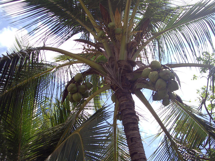Punta Cana