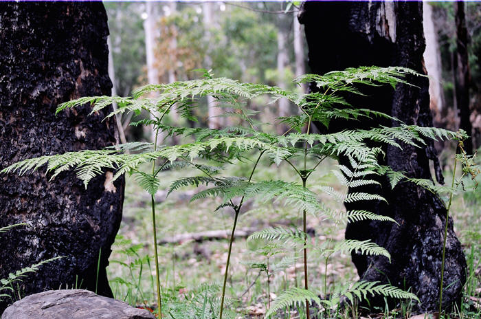Australien: Higlands