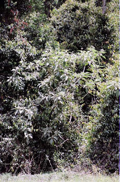 Australien: Higlands