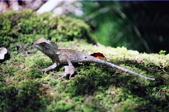 Australien: Higlands