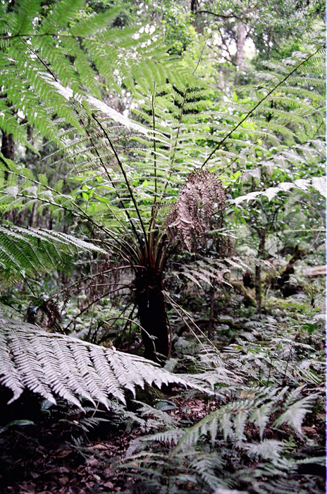 Australien: Higlands