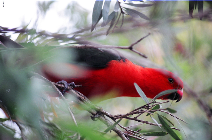 Australien: Higlands