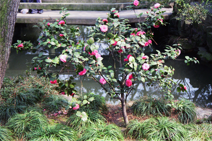 China: Suzhou Gärten: Zhouzheng 2006 - 2007