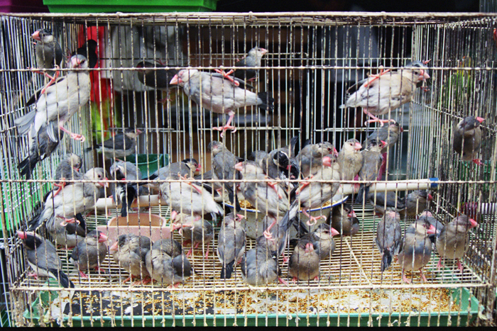 China: Suzhou Tiermarkt 2006 - 2007