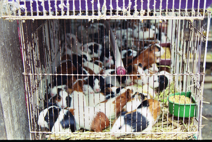 China: Suzhou Tiermarkt 2006 - 2007