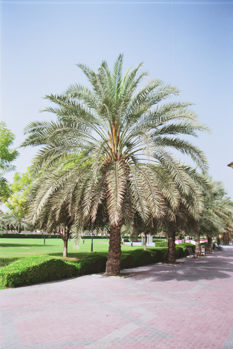 Vereinigte Arabische Emiraten: Dubai 2007