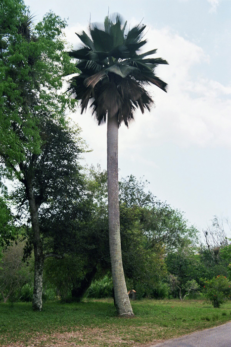 Kuba: Botanischer Garten 2008