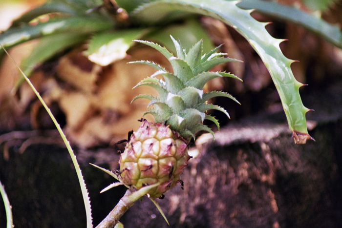 Kuba: Botanischer Garten 2008