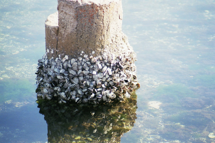 Cuba: Cinenfuegos 2008
