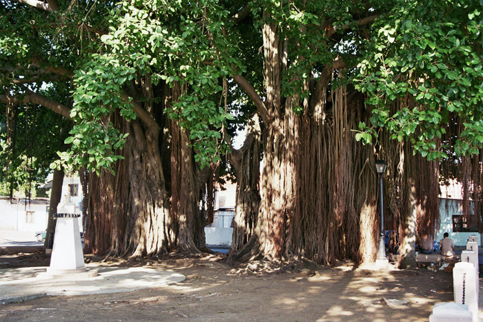 Cuba: Cinenfuegos 2008