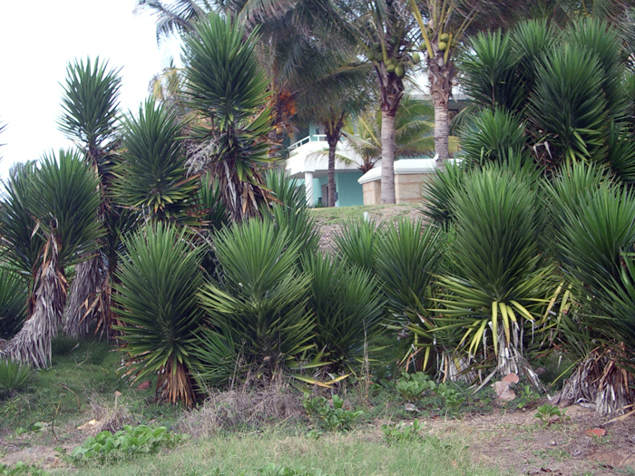 Kuba: Varadero 2008