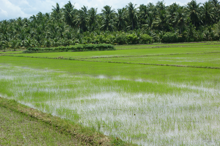 Vietnam: Mekong Delta 2009