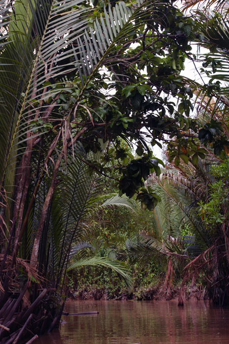 Vietnam: Mekong Delta 2009