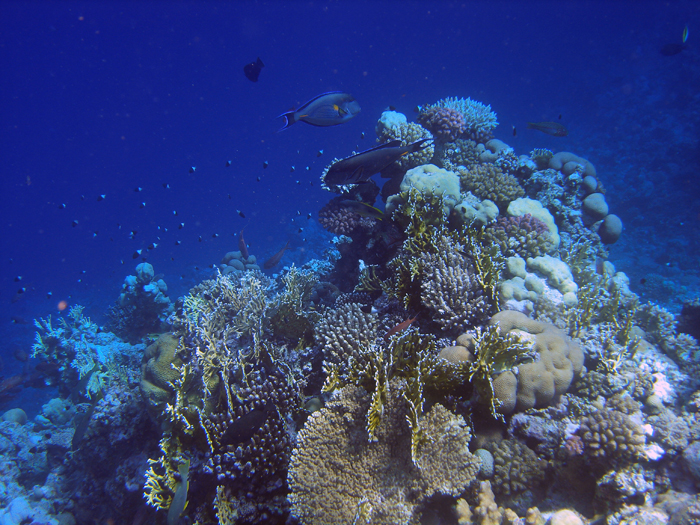 Ägypten: Marsa Alam 2010