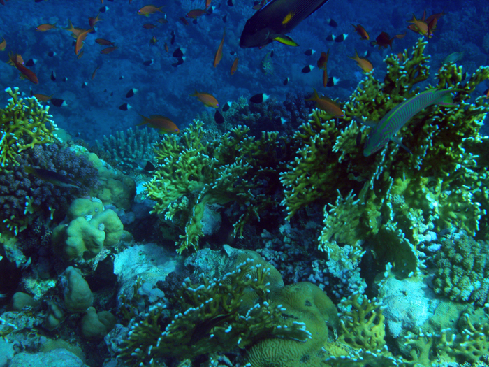 Ägypten: Marsa Alam 2010