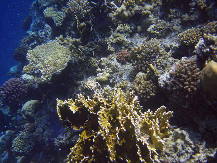 Ägypten: Marsa Alam 2010
