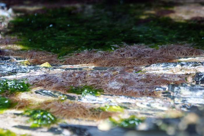 England: Tintagel 2012
