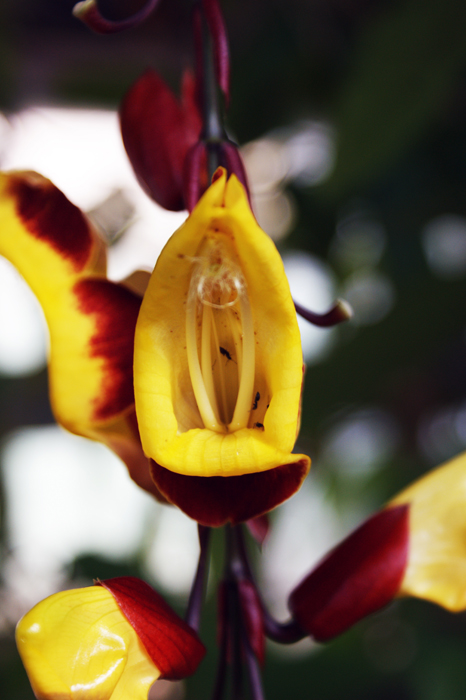 Deutschland: Botanischer Garten Sanssouci 2013
