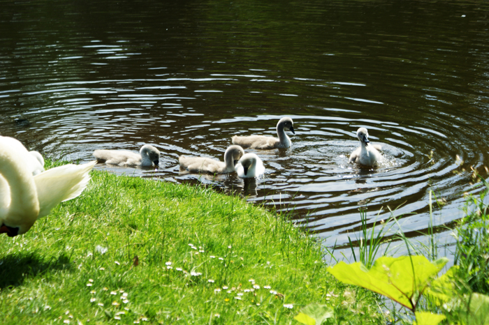 Deutschland: Park Sanssouci 2013
