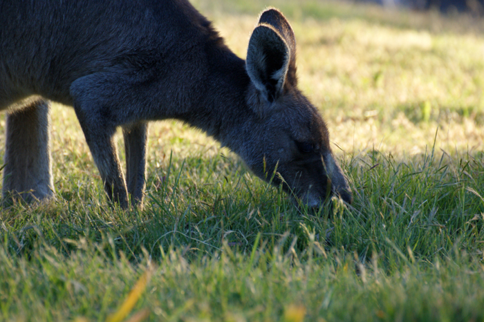 Australien: Die Farm 2014
