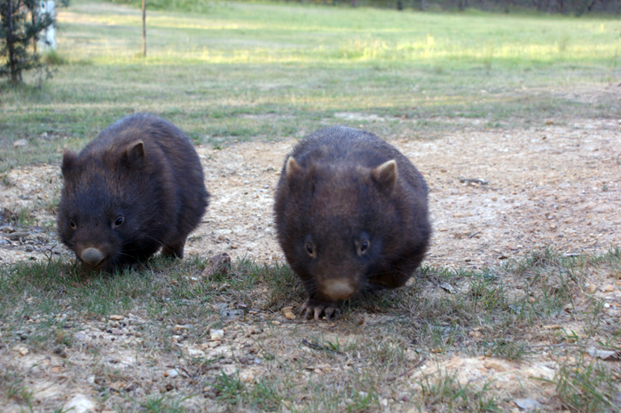 Australien: Die Farm 2014
