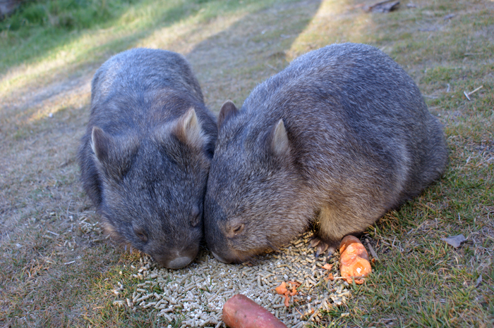 Australien: Die Farm 2014
