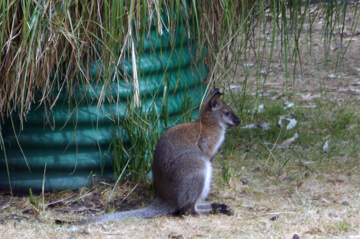 Australien: Tierparks 2014