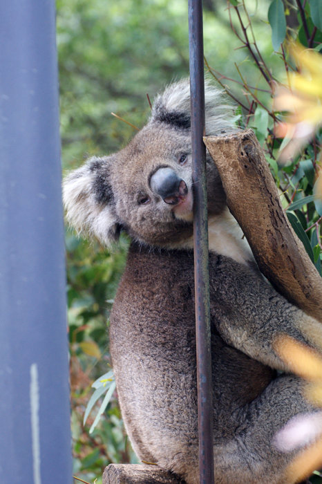 Australien: Tierparks 2014