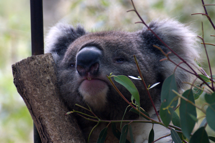 Australien: Tierparks 2014