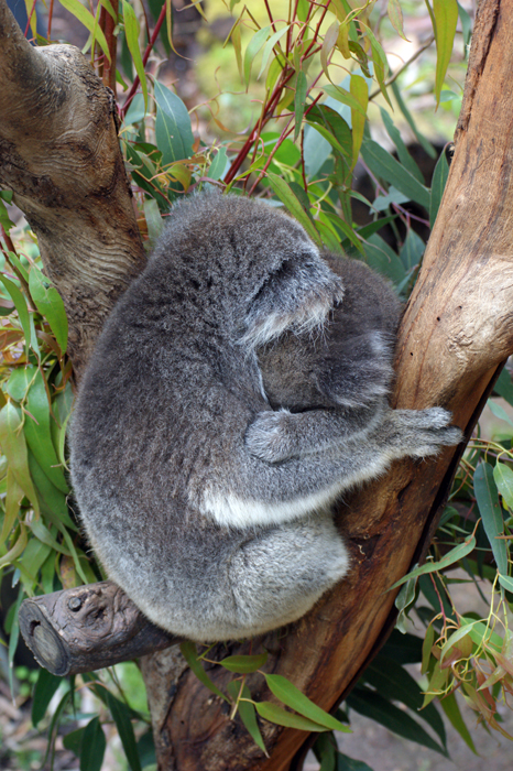 Australien: Tierparks 2014