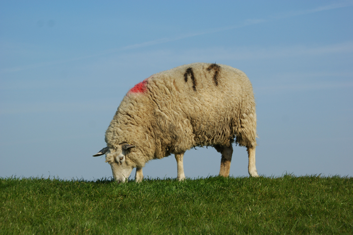 Deutschland: Nordsee 2014