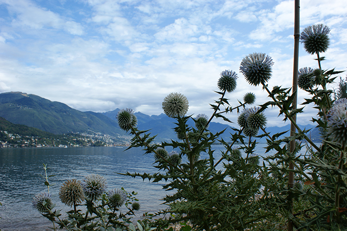 Schweiz: Tessin: Brissago 2015