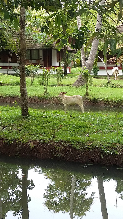 Indien: Kerala, Backwaters