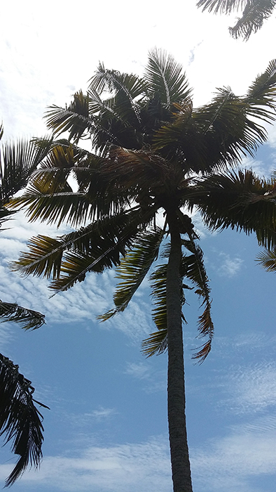 Indien: Kerala, Backwaters