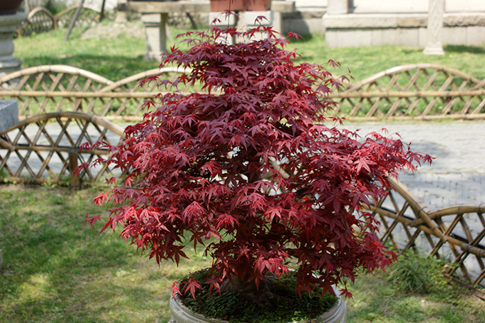 China, Suzhou: Lion Forest und Humble Administrators Garden