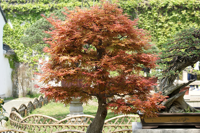 China, Suzhou: Lion Forest und Humble Administrators Garden